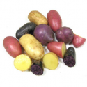 Pommes de terre couleur bio non lavées Primeur (500g)