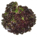 Salade batavia brune bio (piece)
