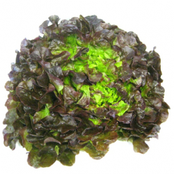 Salade feuille de chêne brune (piece)