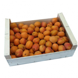 Abricots à confiture (5kg)