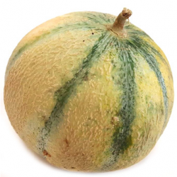 Melon (pièce)