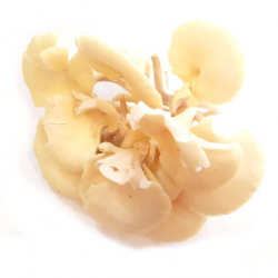 Pleurotes jaunes fraîches bio Savoie (300g)