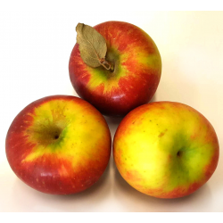 Pommes Pixie crunch bio (1kg) juteuse, croquante